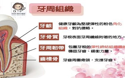 〖牙牙學院 —『牙周系列一: 牙周組織〗