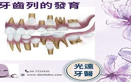 牙牙學院 —『兒童牙科4一牙齒列的發育』