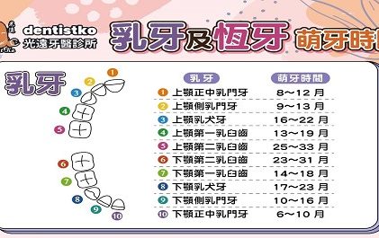 牙牙學院 —『兒童牙科5一換牙的順序』